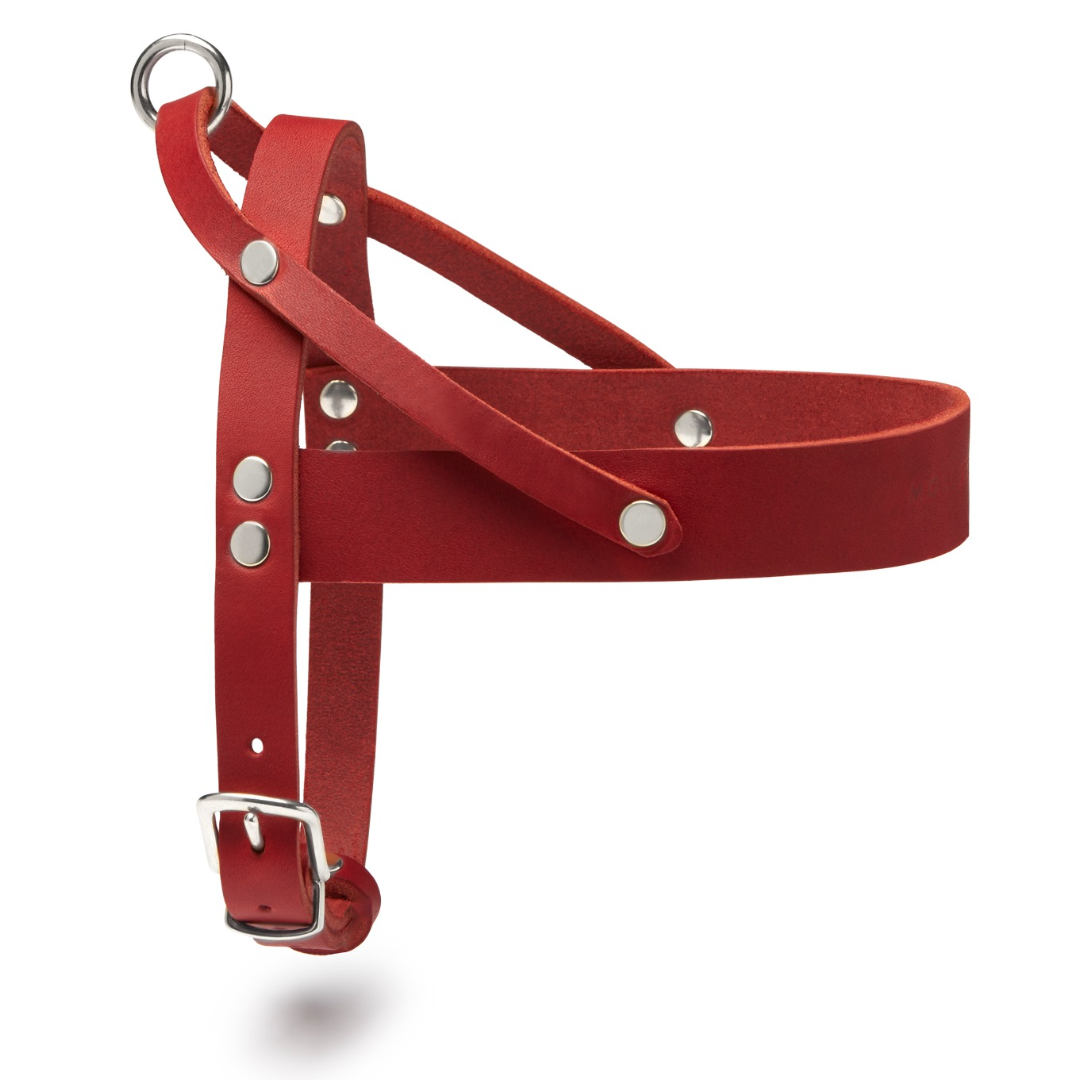 molly-and-stitch-butter-leather-hundegeschirr-chili-red image 2