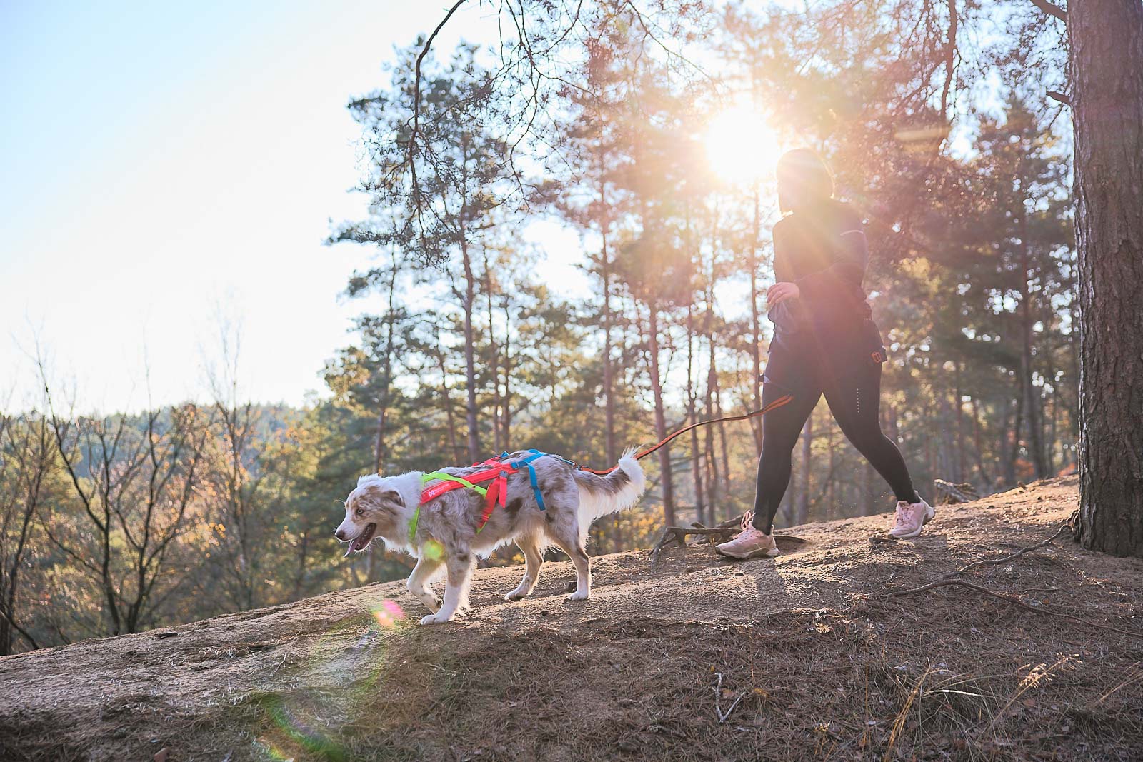 non-stop-dogwear-freemotion-harness-5-0-limited-edition-zuggeschirr image 2