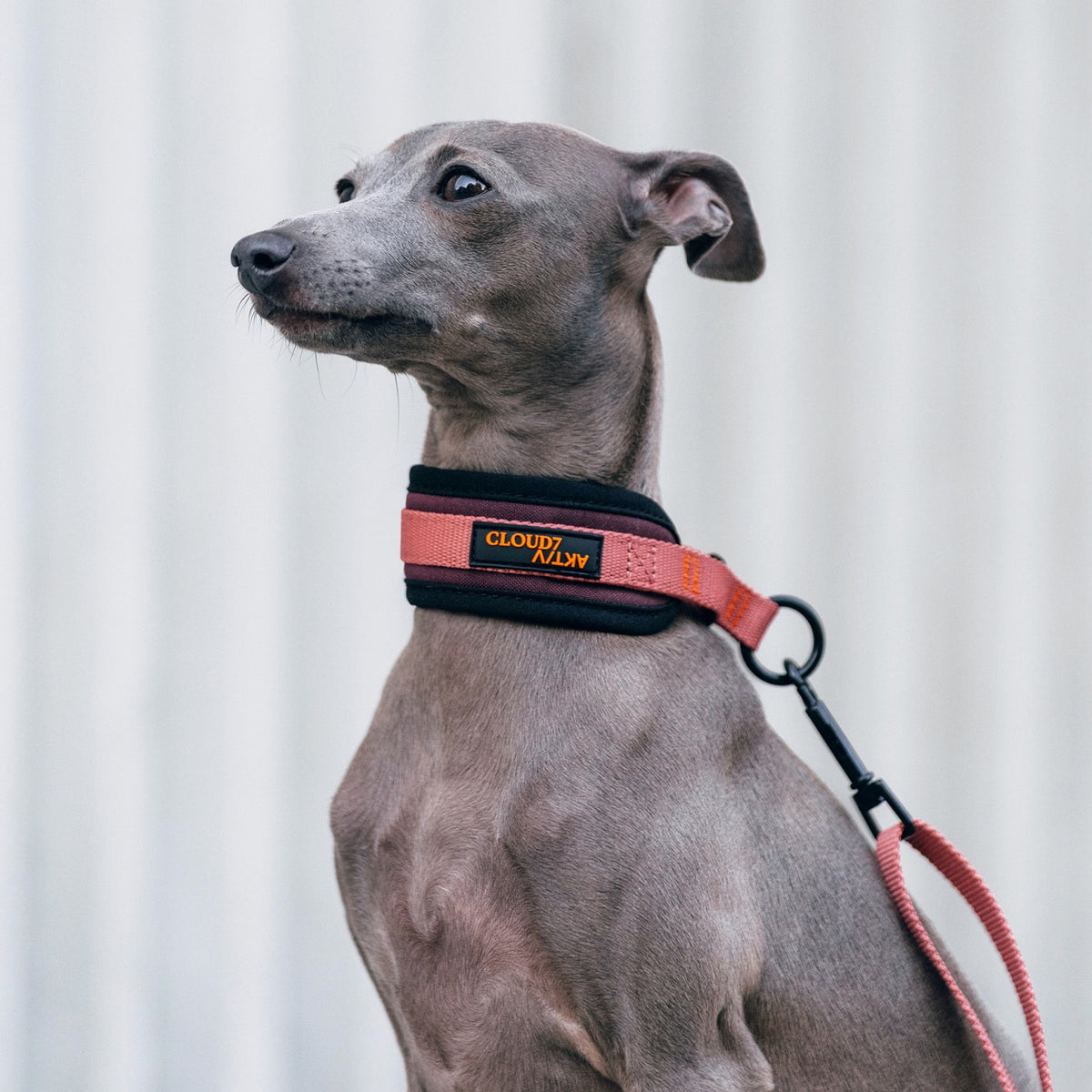 cloud7-c-1-martingale-collar-aktiv-softshell-aubergine-soft-rose-hundehalsband image 5
