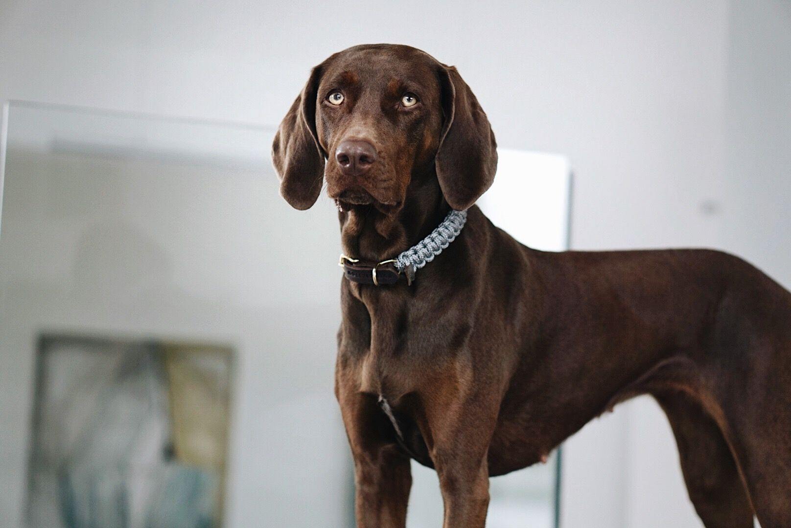 molly-and-stitch-touch-of-leather-hundehalsband-grey image 7