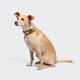 cloud7-c-1-martingale-collar-aktiv-halsband-neon-green-peach image 2