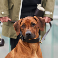 william-walker-earth-leder-hundehalsband-braun image 7