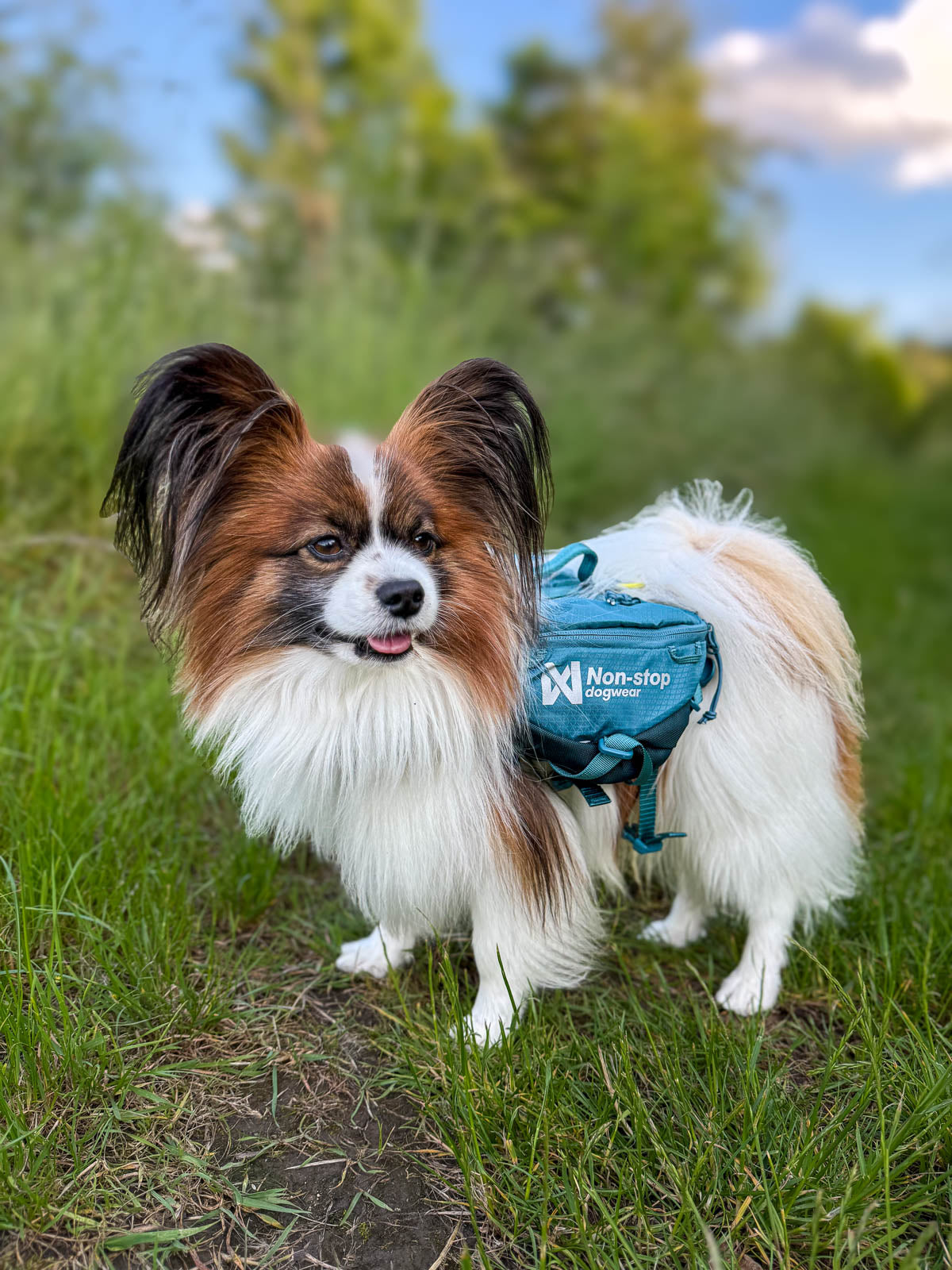 non-stop-dogwear-trail-quest-dog-backpack-hundrucksack-mit-y-geschirr-f-r-wander image 5