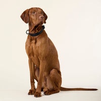 william-walker-jacquard-nylon-hundehalsband-nero-schwarz image 8