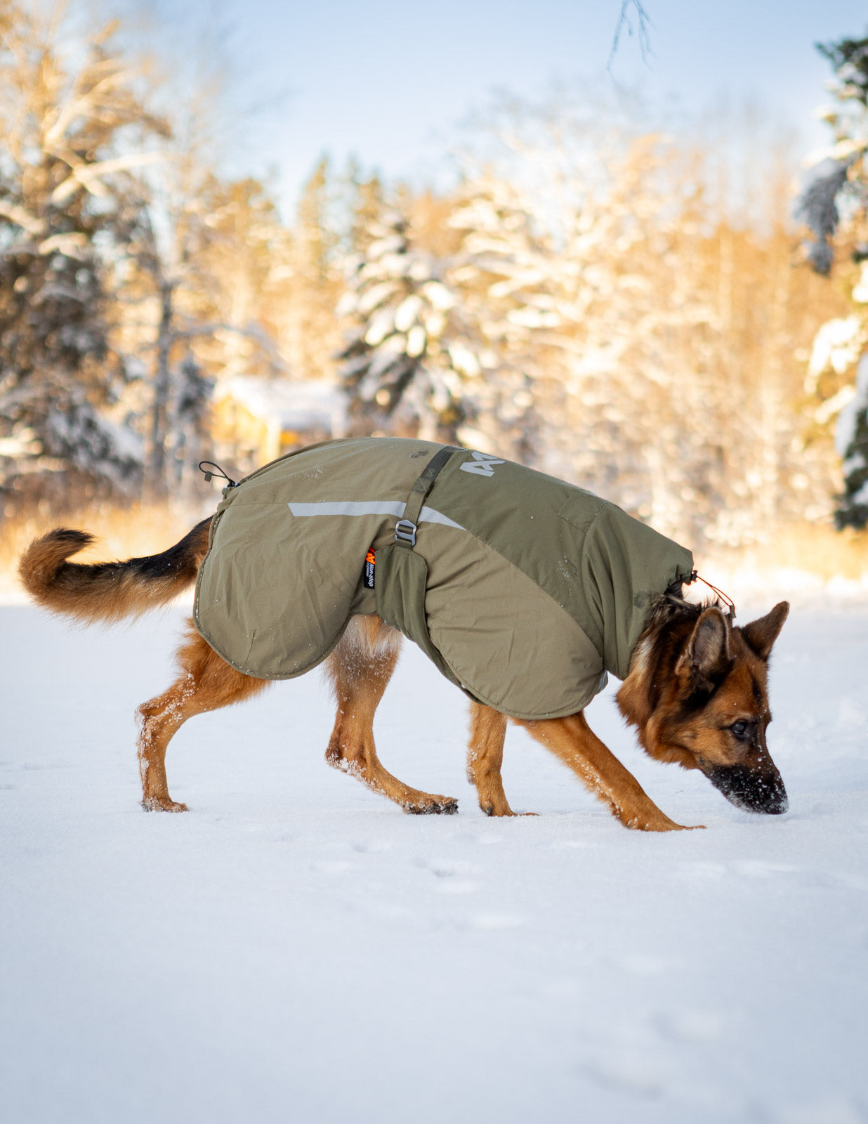 non-stop-dogwear-glacier-wool-jacket-3-0-isolierte-hundemantel-winterjacke image 4