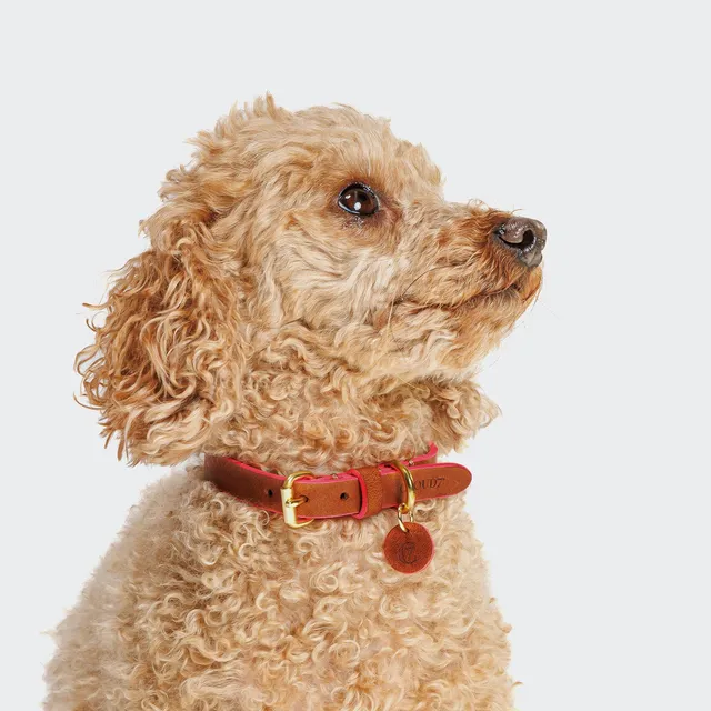 cloud7-prince-park-hundehalsband-leder-cognac-pink image 1
