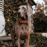 william-walker-leder-hundehalsband-amber-orange image 8