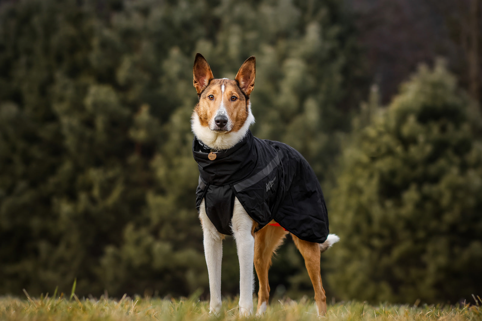 non-stop-dogwear-trekking-insulated-dog-jacket-hundejacke image 3