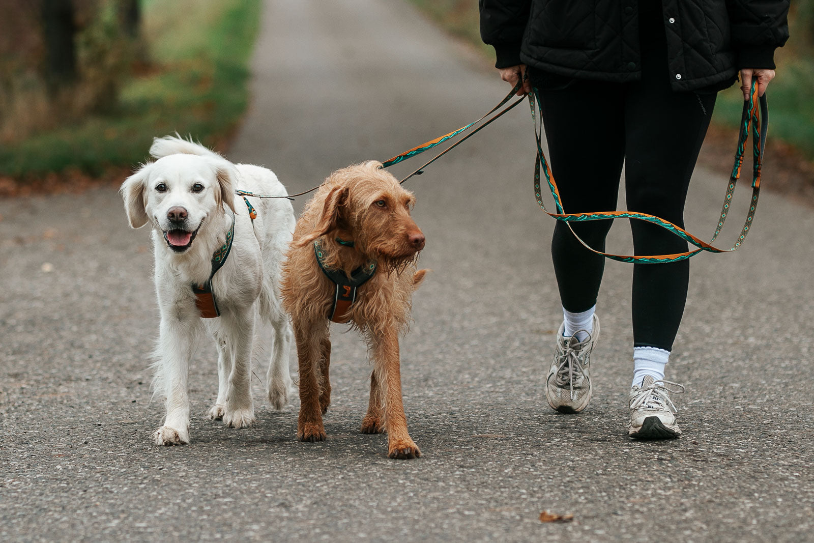 non-stop-dogwear-trail-quest-leash-rachel-pohl-edition-hundeleine image 6