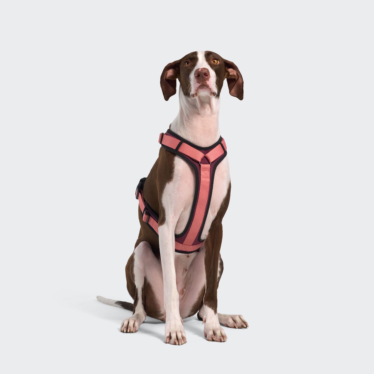cloud7-y-3-geschirr-aktiv-softshell-aubergine-soft-rose-sport-hundegeschirr image 2