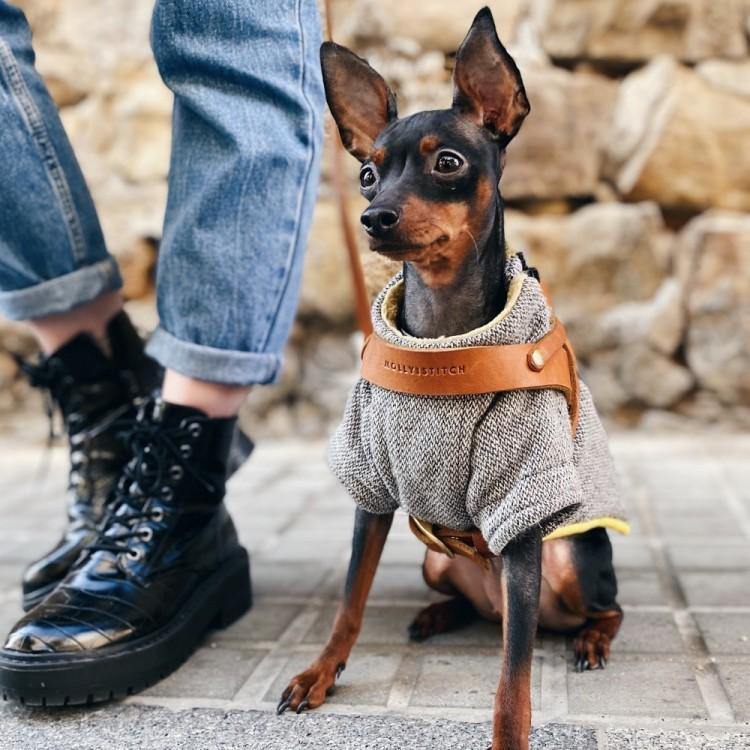 molly-and-stitch-butter-leather-hundegeschirr-sahara-cognac image 8