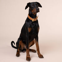 william-walker-leder-hundehalsband-prestige-caramel-braun-geflochten image 8