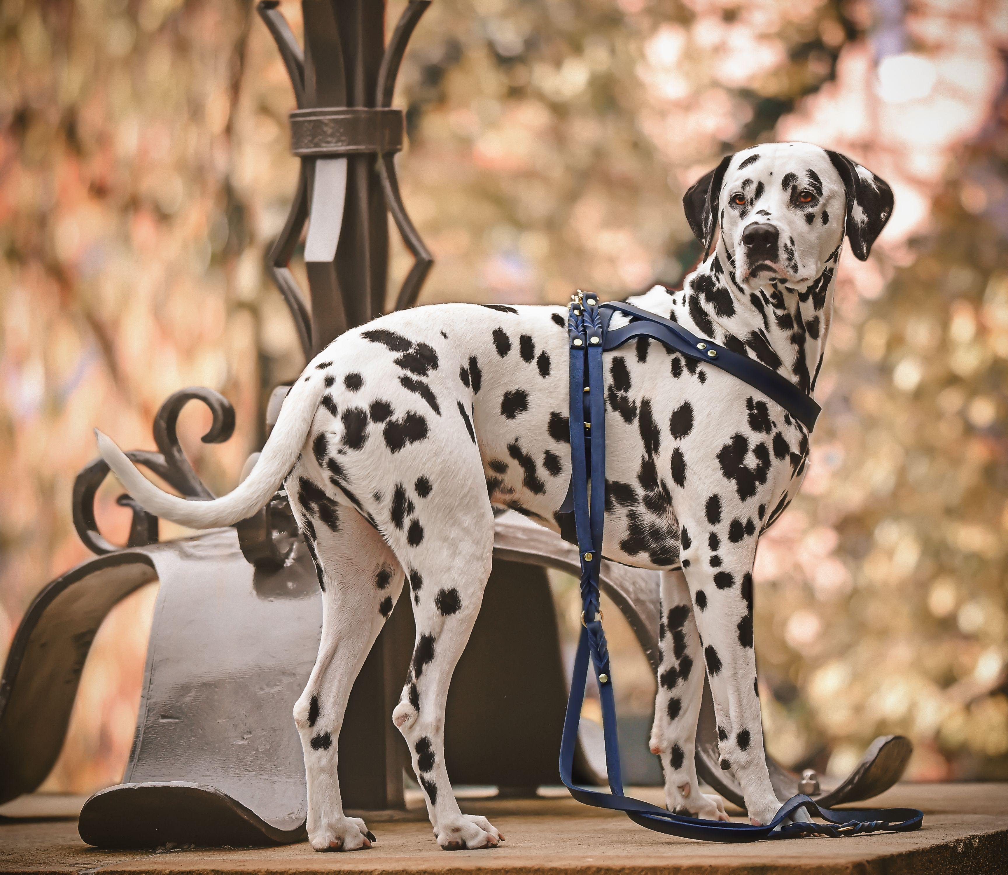 molly-and-stitch-butter-leather-hundegeschirr-navy-blue image 7