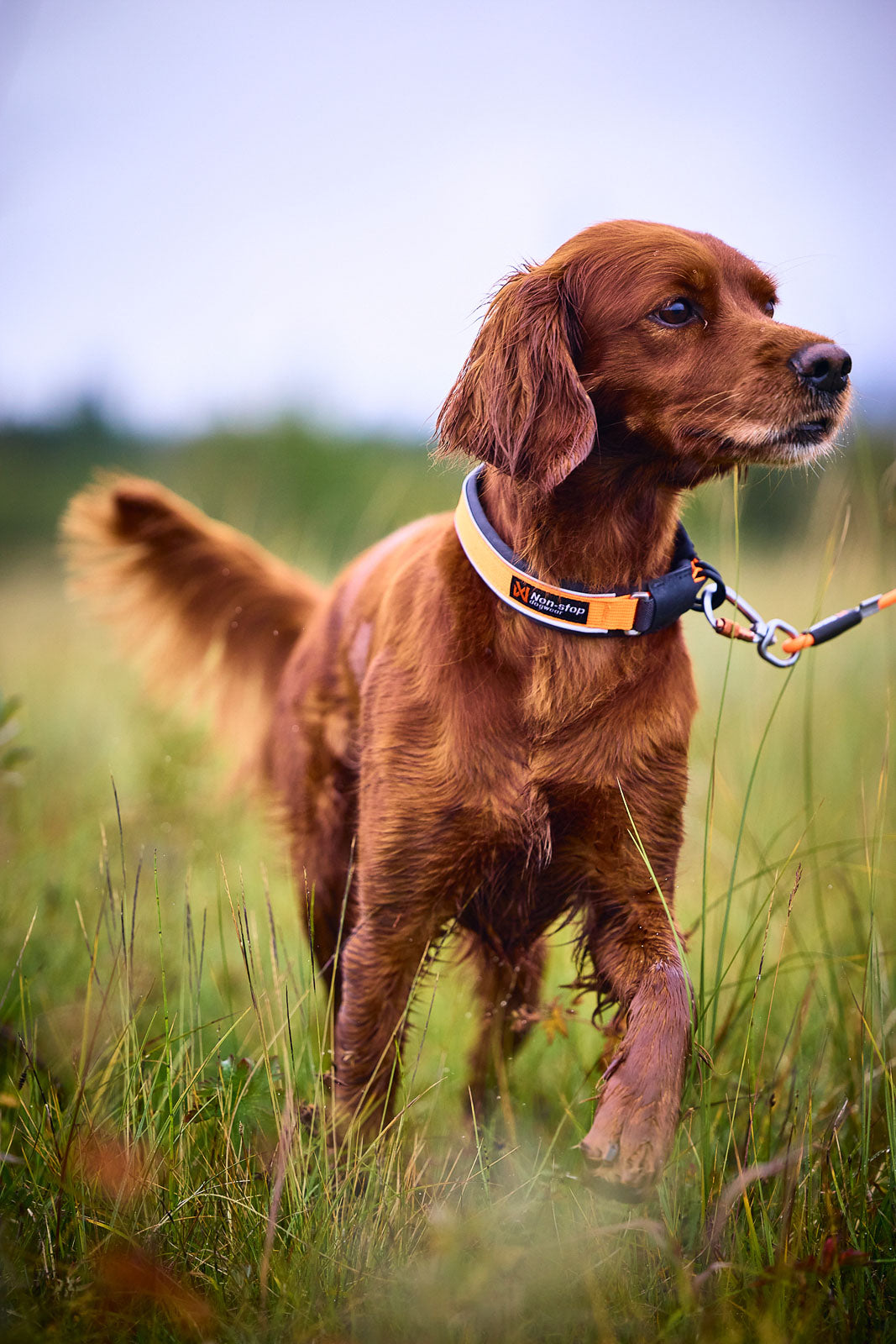 non-stop-dogwear-protector-collar-sicherheits-hundehalsband image 3