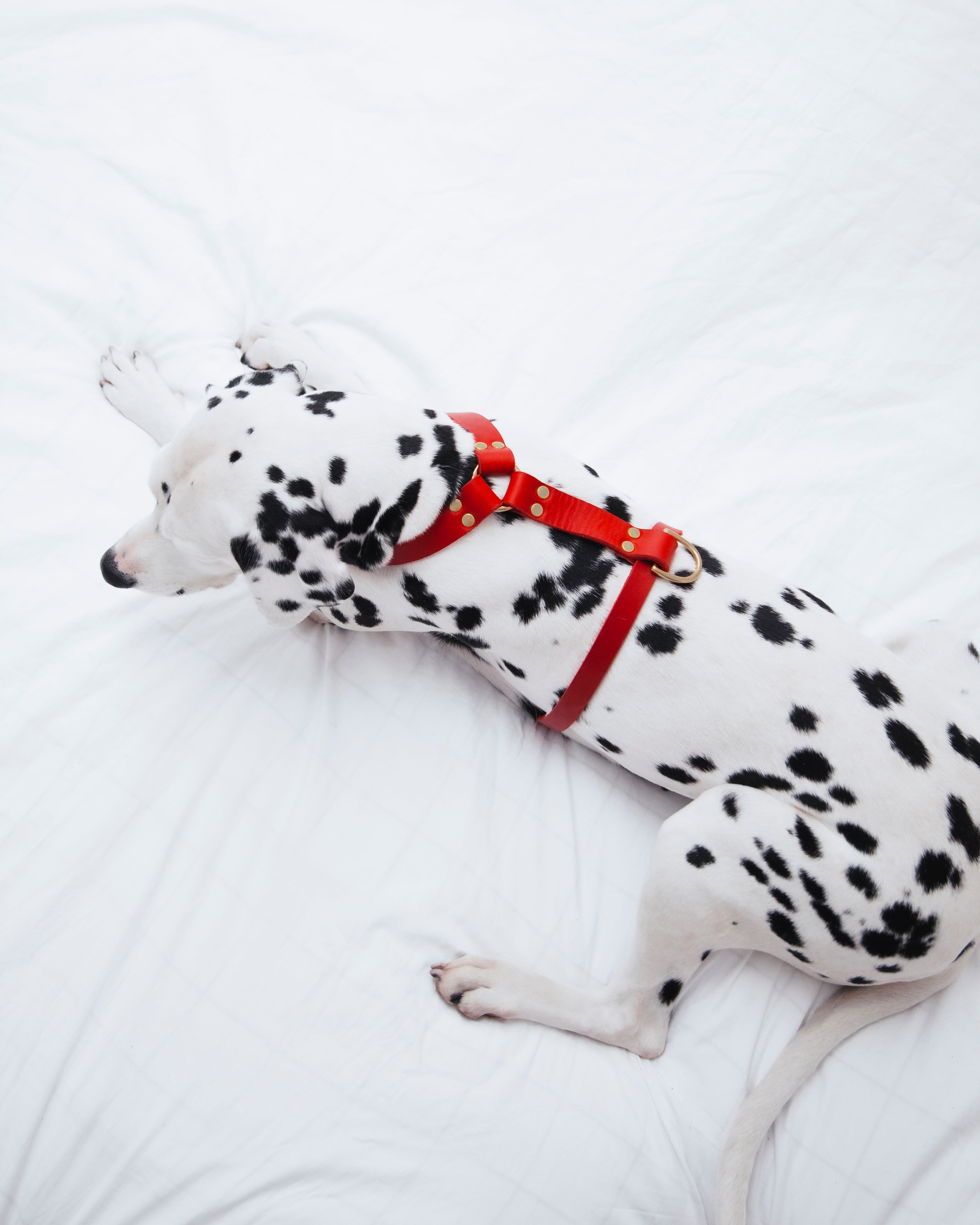 molly-and-stitch-butter-leather-y-geschirr-chili-red image 6