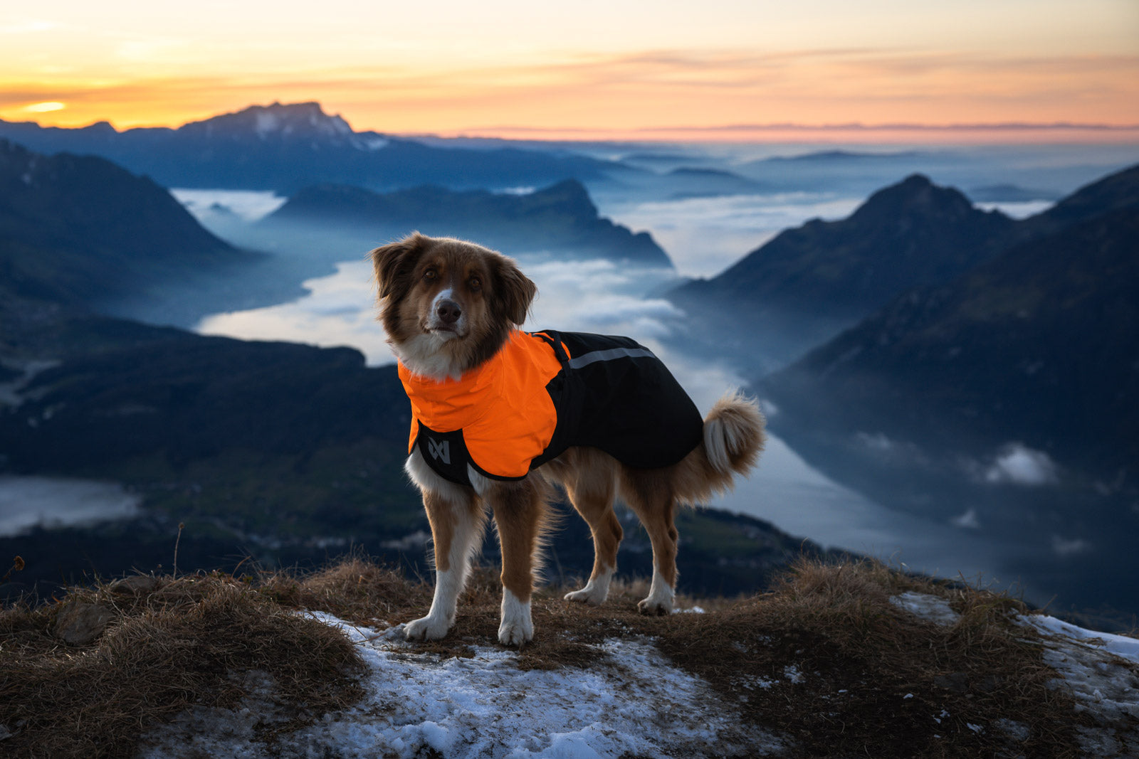 non-stop-dogwear-fjord-raincoat-2-0-wind-und-wasserdichte-hunderegenjacke-20-000 image 5