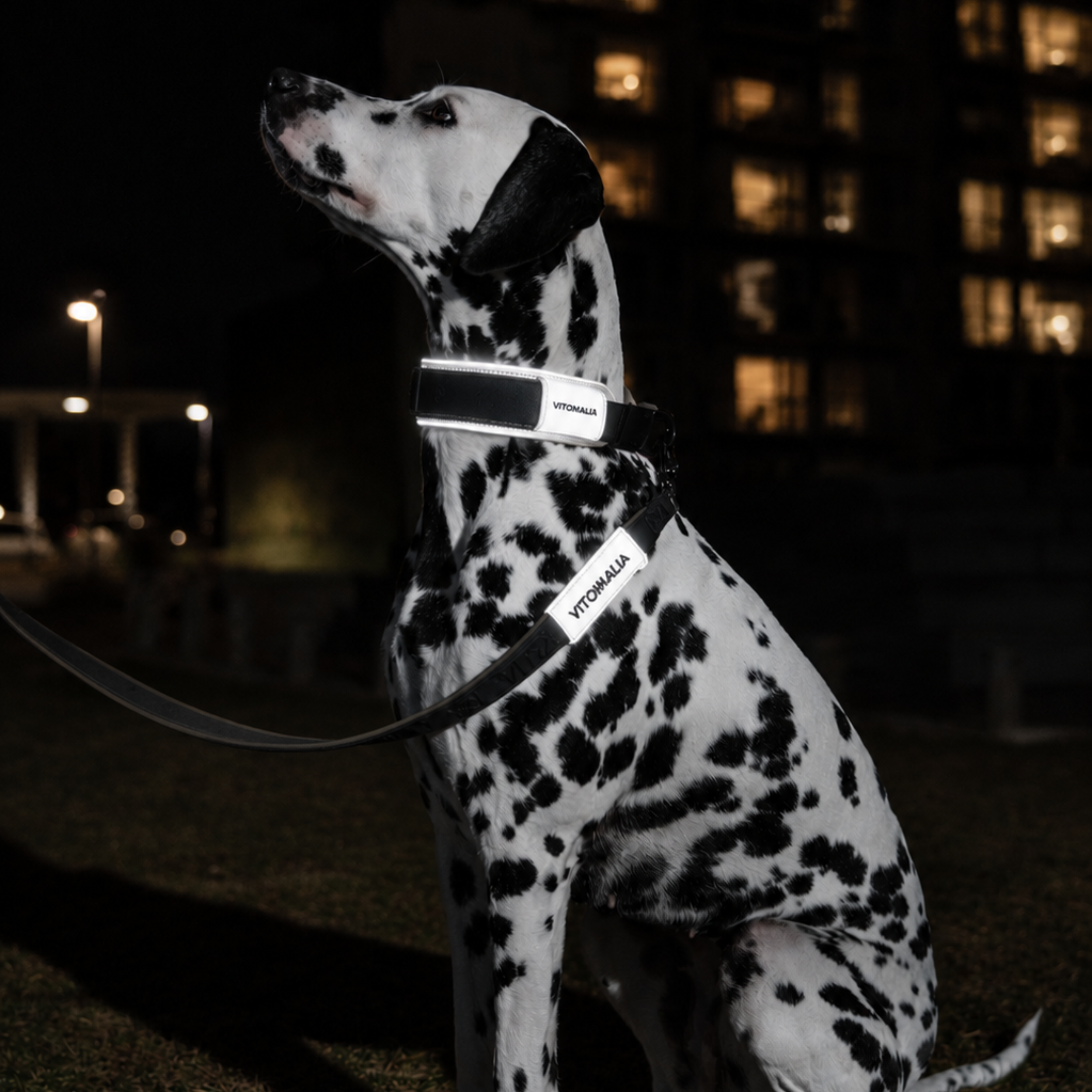 vitomalia-outdoor-edition-reflektierendes-hundehalsband-anthrazit image 5