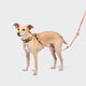cloud7-c-1-martingale-collar-aktiv-halsband-neon-green-peach image 3