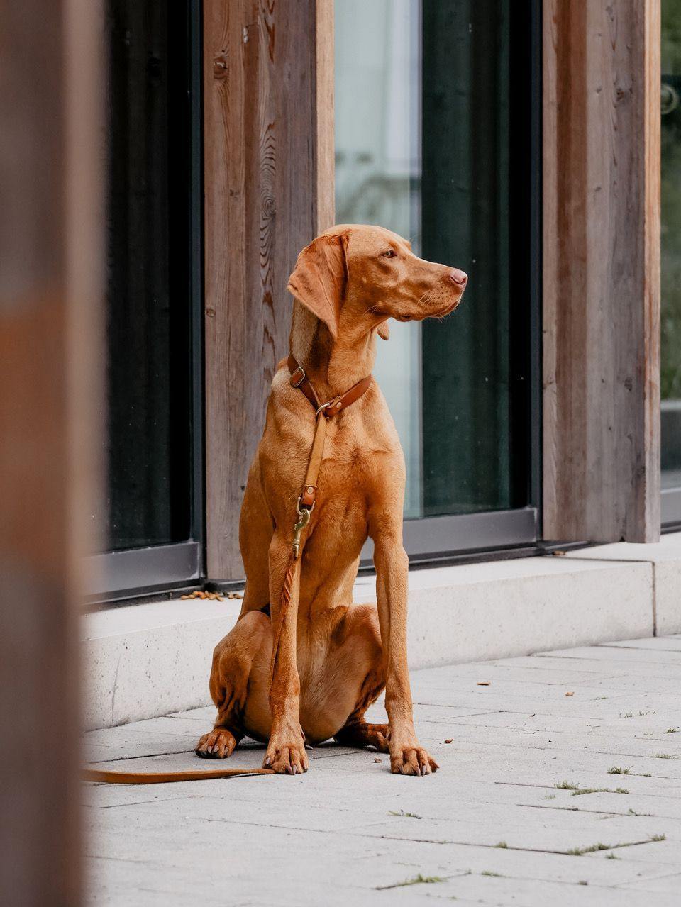 molly-and-stitch-butter-leder-retriever-halsband-sahara-cognac image 6