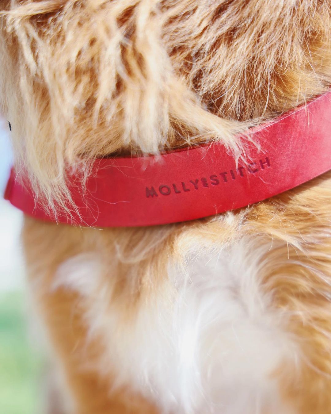 molly-and-stitch-butter-leather-hundegeschirr-chili-red image 8