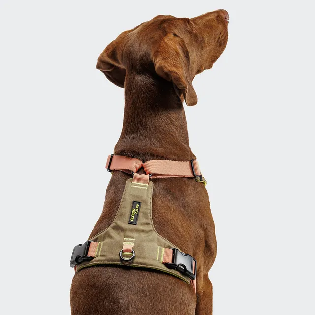 cloud7-hundegeschirr-y-2-aktiv-cordura-peach image 1
