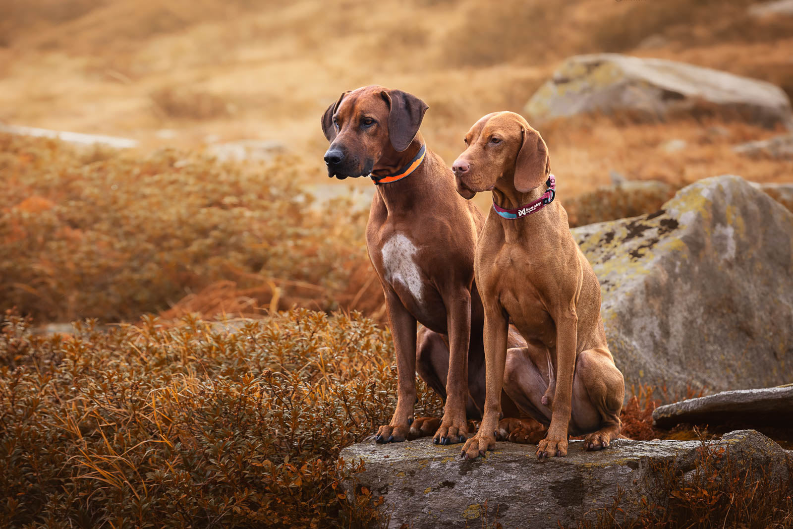 non-stop-dogwear-trail-quest-collar-leichtes-outdoor-halsband image 3
