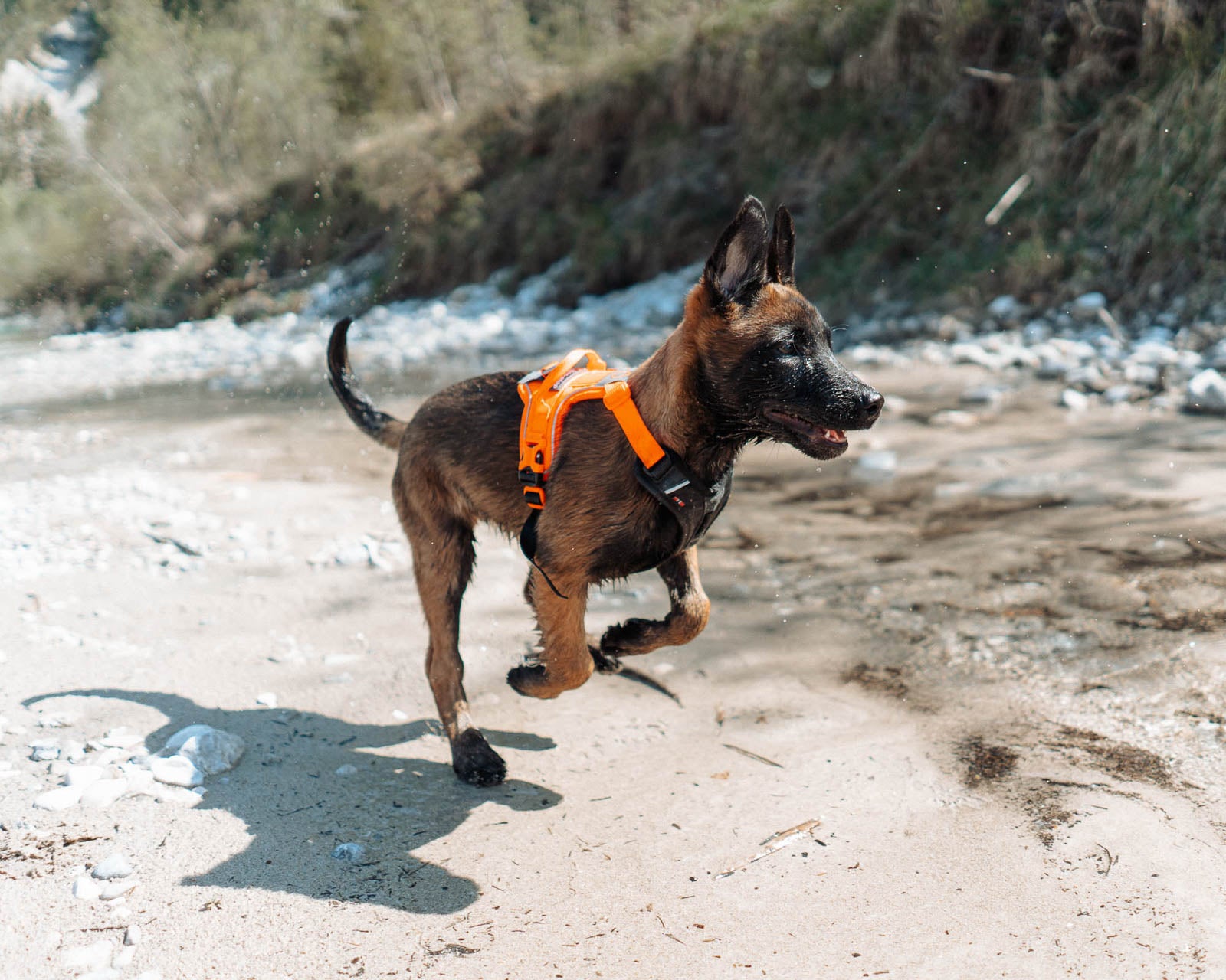 non-stop-dogwear-ramble-harness-alltagsgeschirr-verstellbar image 7