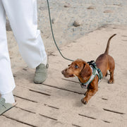 cloud7-rope-leash-lttl-dark-olive-leichte-seilleine-f-r-welpen-und-kleine-hunde image 6