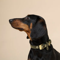 william-walker-wildleder-hundehalsband-forest-dunkelgr-n image 5