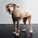 cloud7-gotland-sandy-brown-hundepullover-boucl-mit-zwei-wege-rei-verschluss image 4