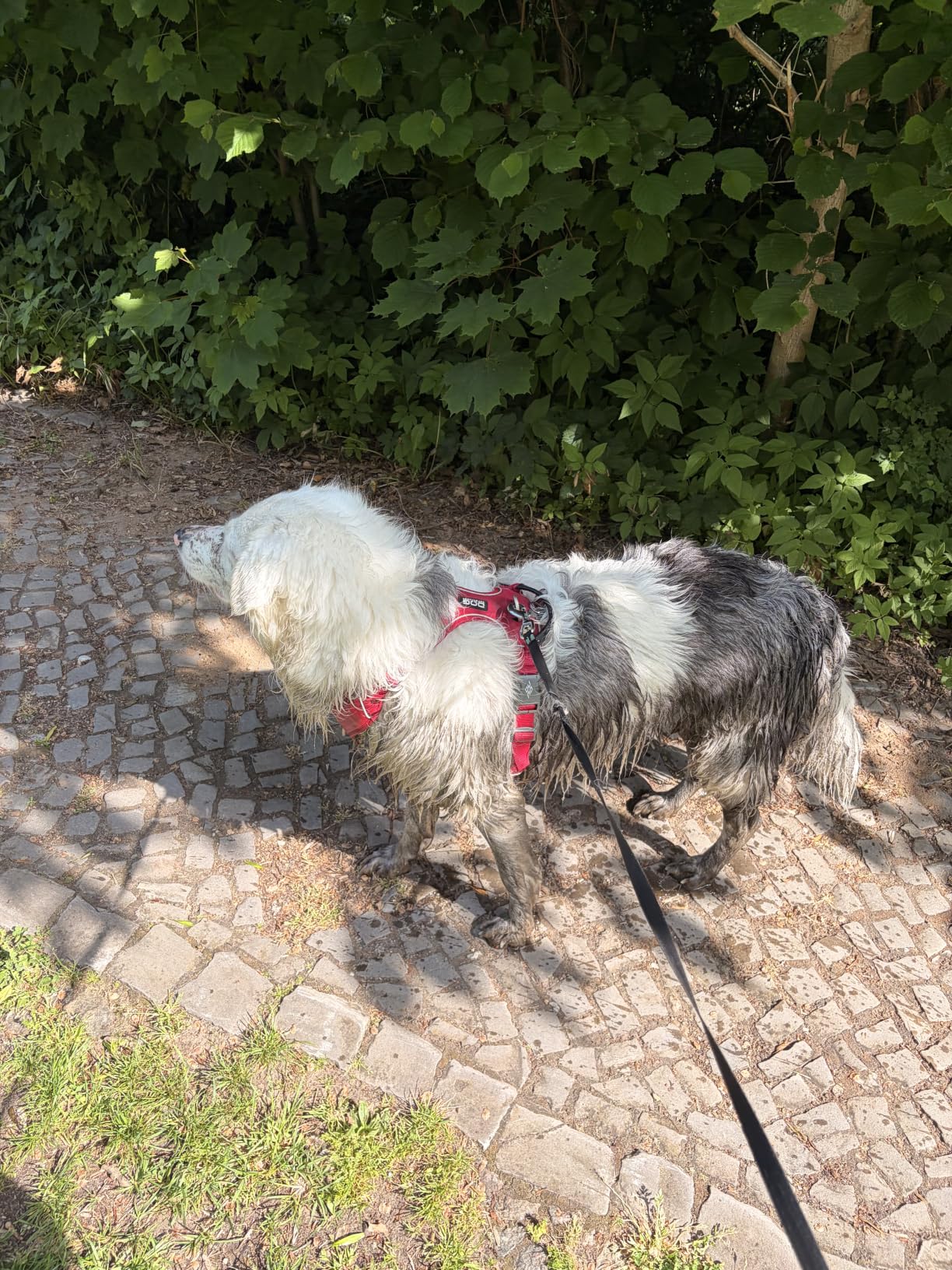 Endlich passt XS wirklich