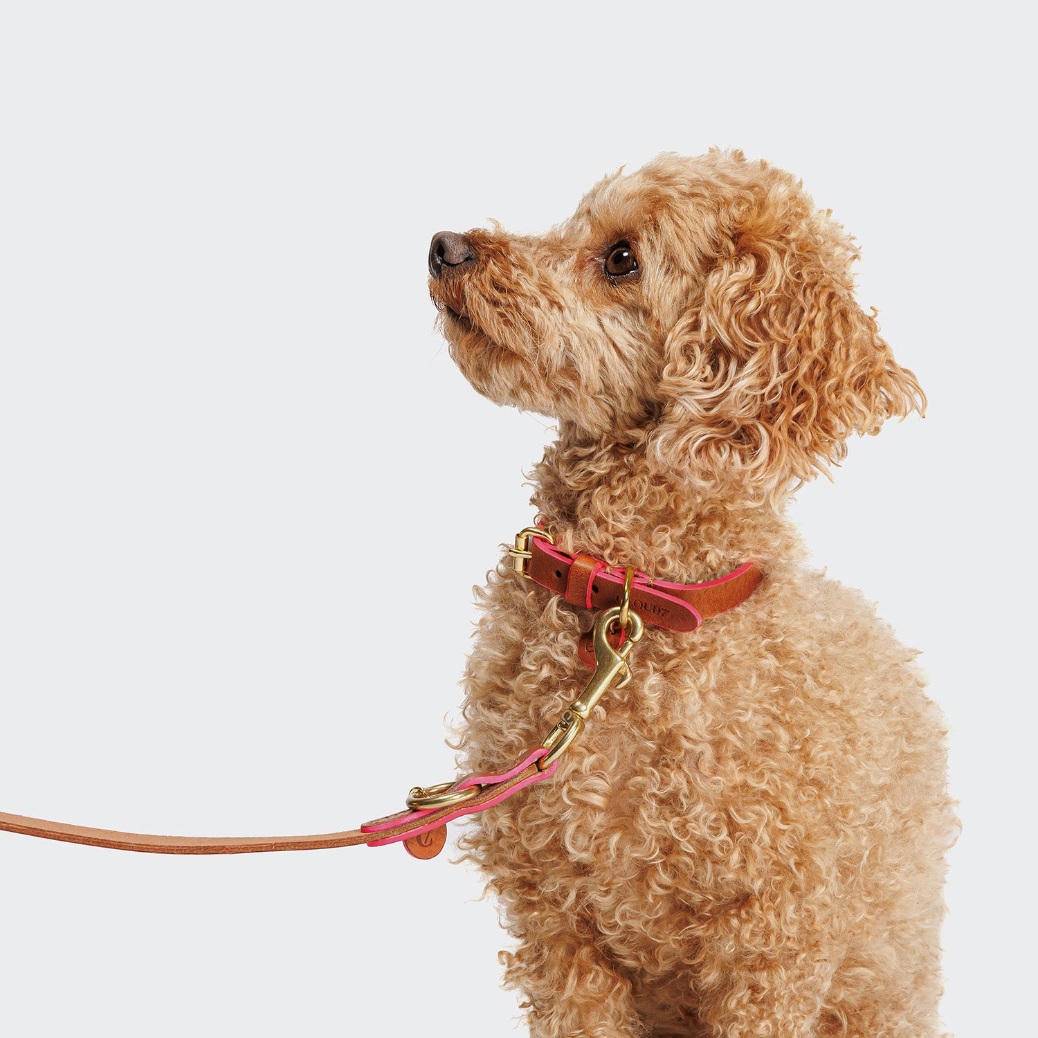 cloud7-prince-park-hundehalsband-leder-cognac-pink image 3