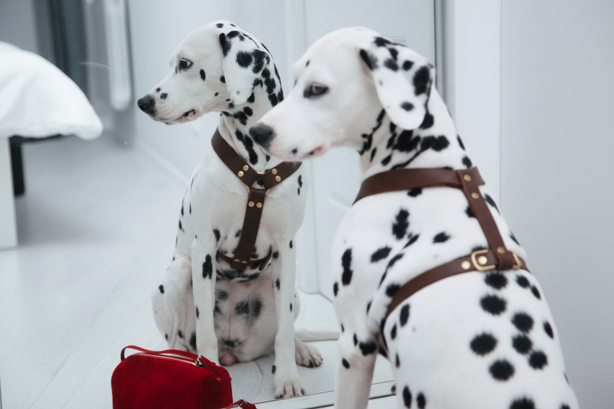 molly-and-stitch-butter-leather-y-geschirr-classic image 5
