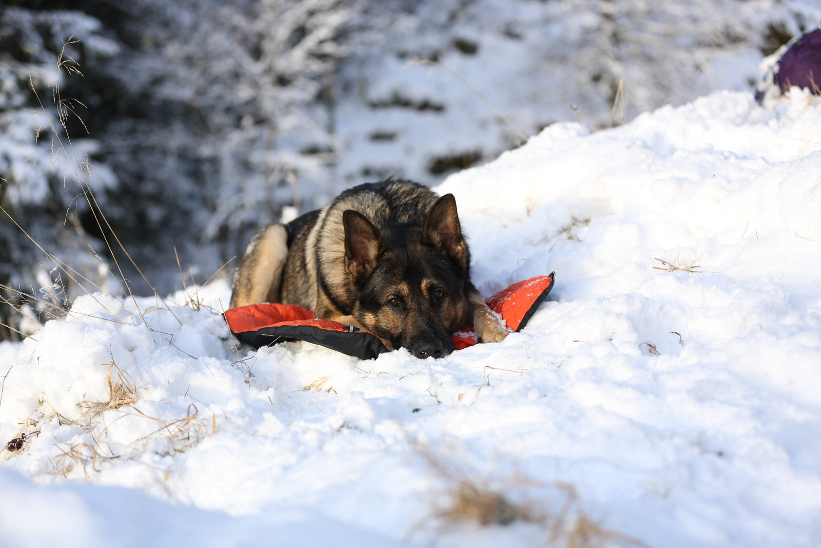 non-stop-dogwear-protector-bivvy-bed-isolierte-hundeliege image 4