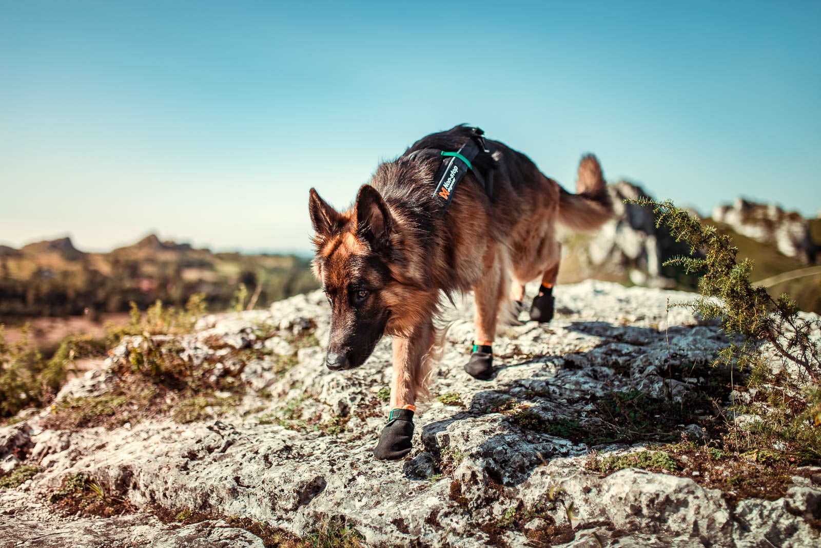 non-stop-dogwear-protector-bootie-hundeschuh-pfotenschutz-schnittfest image 3