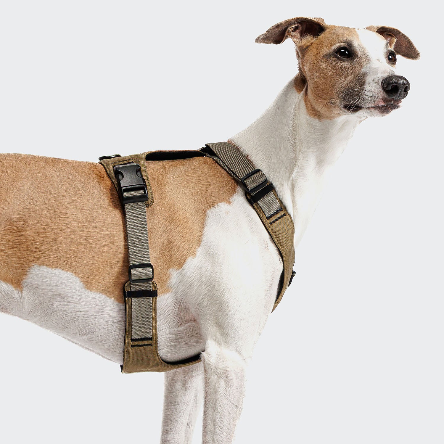 cloud7-y-2-geschirr-aktiv-cordura-khaki-hundegeschirr image 3