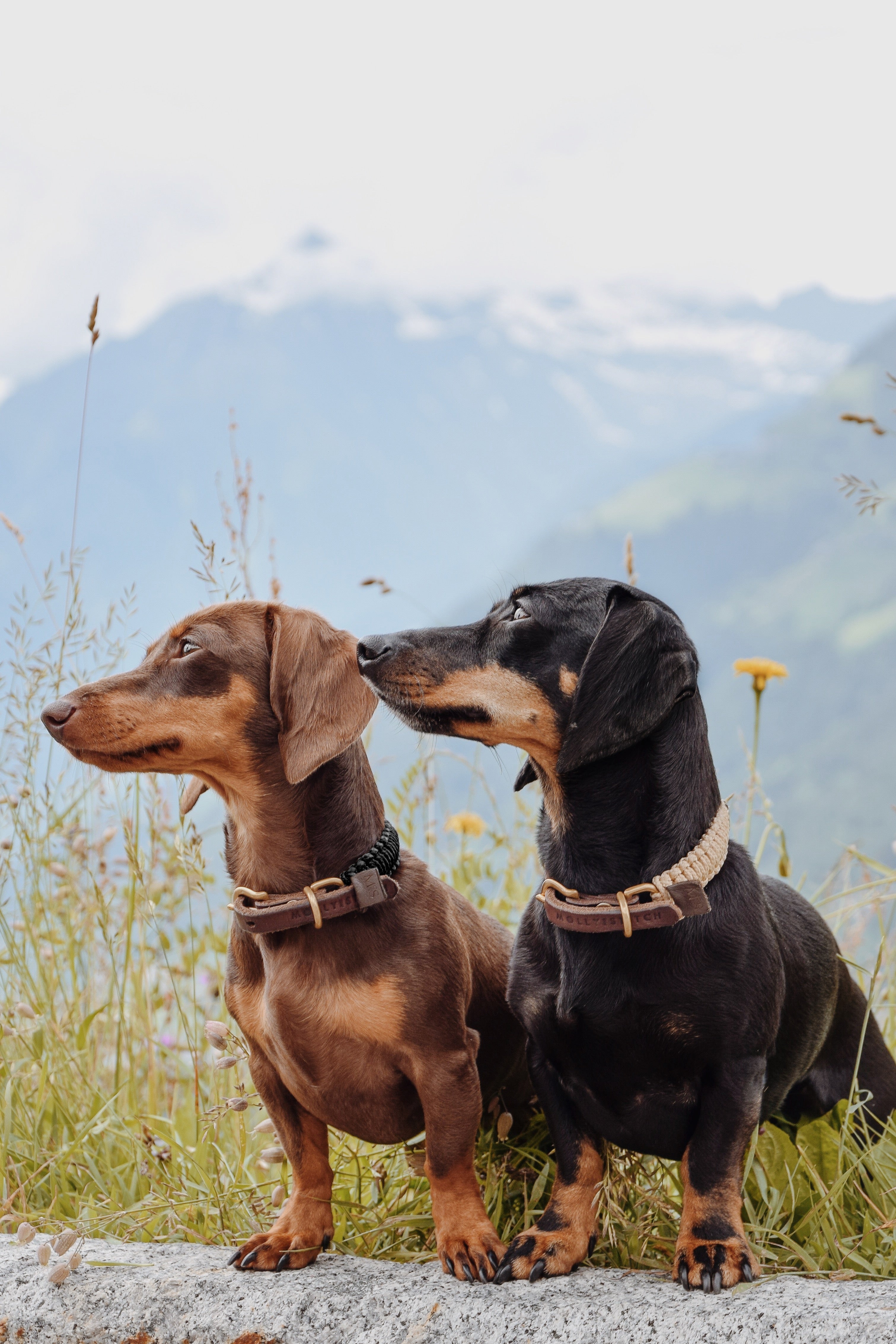 molly-and-stitch-touch-of-leather-hundehalsband-nero-schwarz image 4