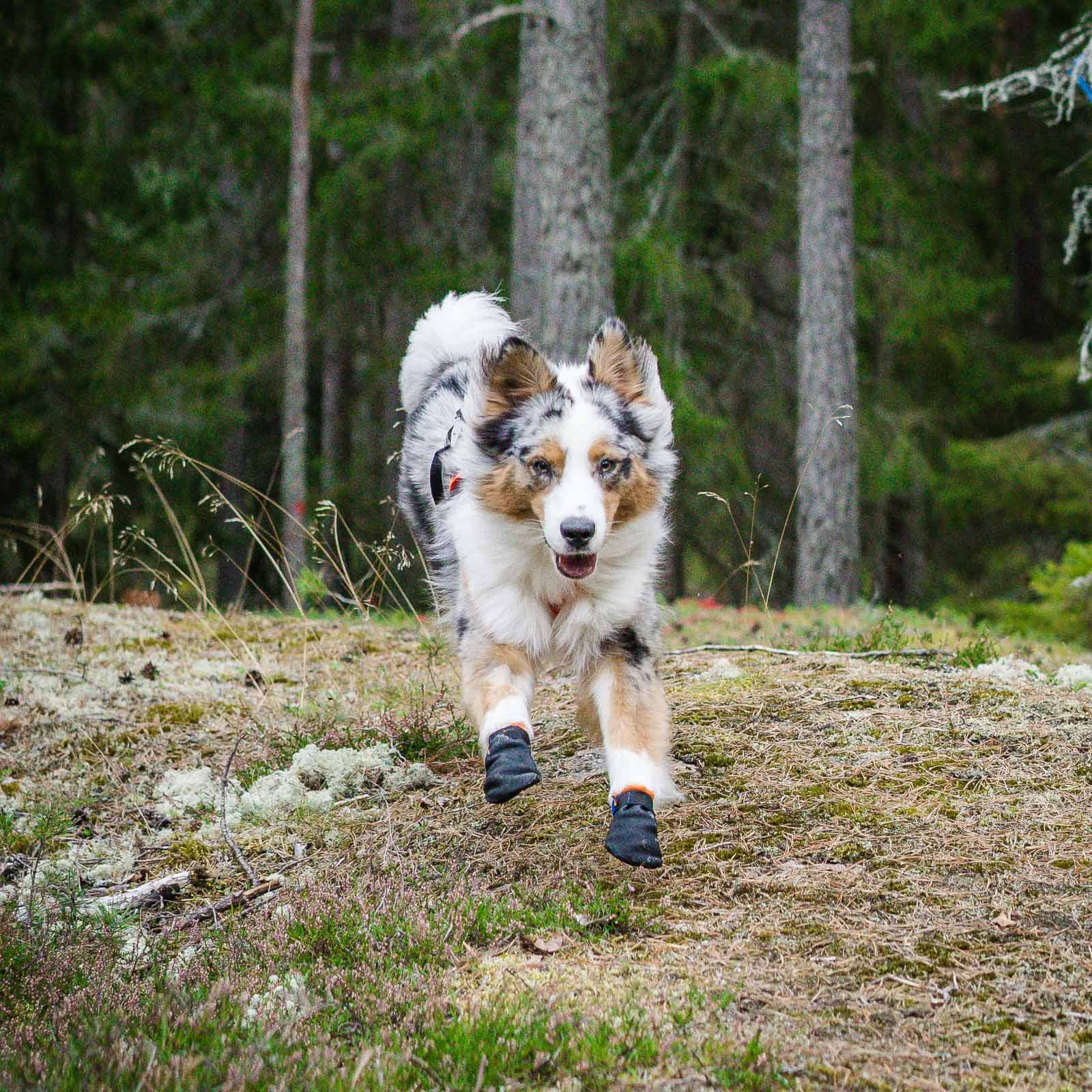 non-stop-dogwear-protector-bootie-hundeschuh-pfotenschutz-schnittfest image 5
