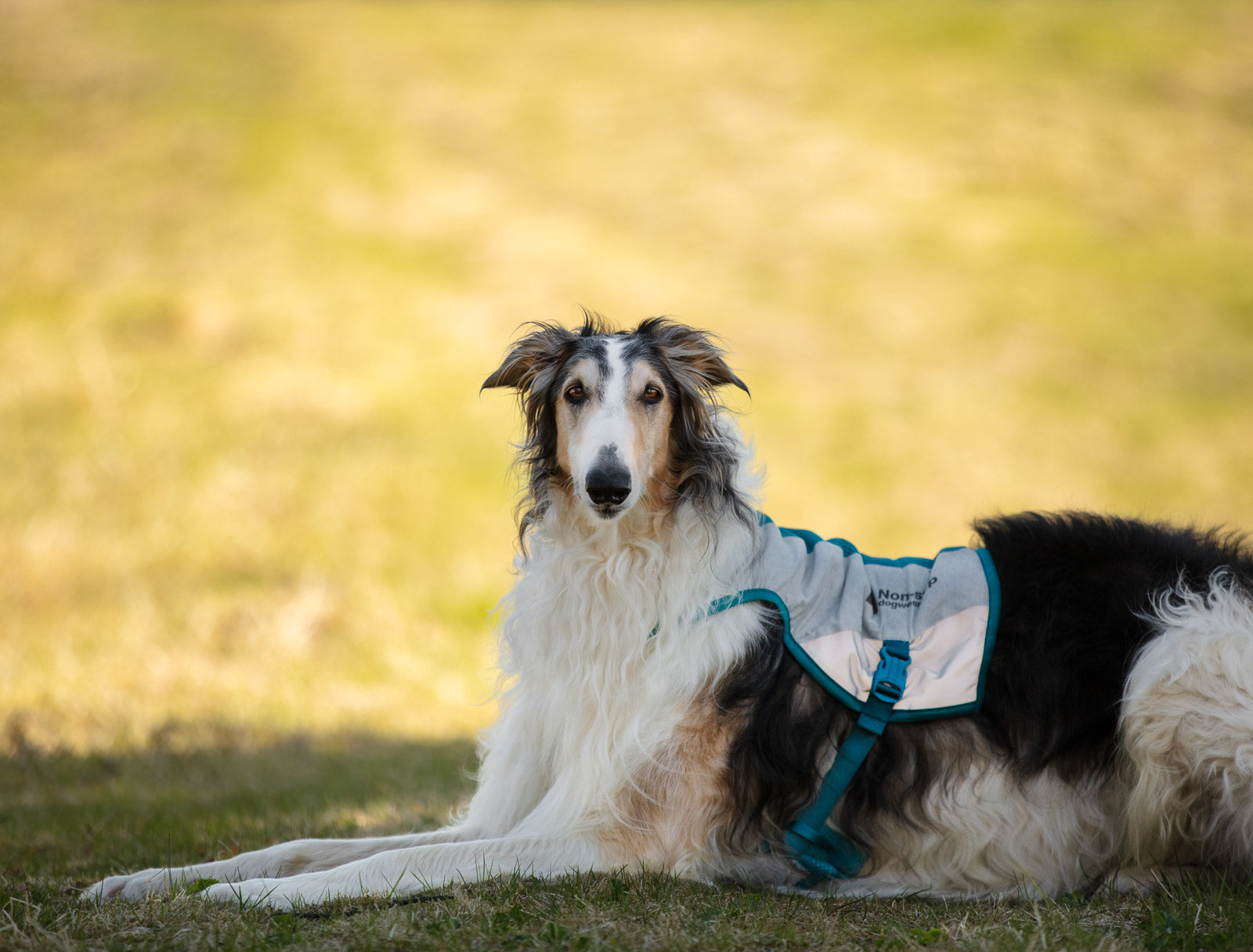 non-stop-dogwear-cooling-vest-k-hlweste-mit-3chill-tec image 4