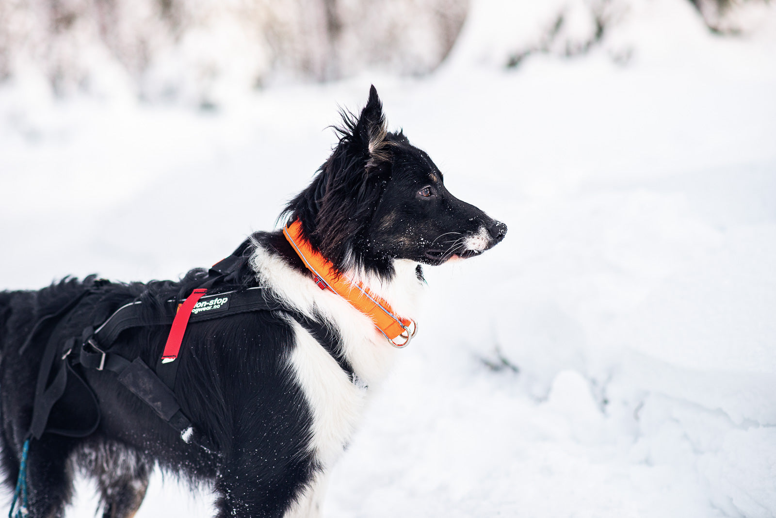 non-stop-dogwear-safe-collar-sicherheitshalsband-mit-elastik image 5