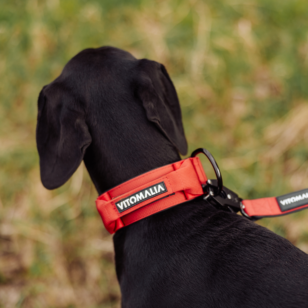 vitomalia-extreme-edition-hundehalsband-bordeaux-sicherheitsverschluss-magnet-ha image 7