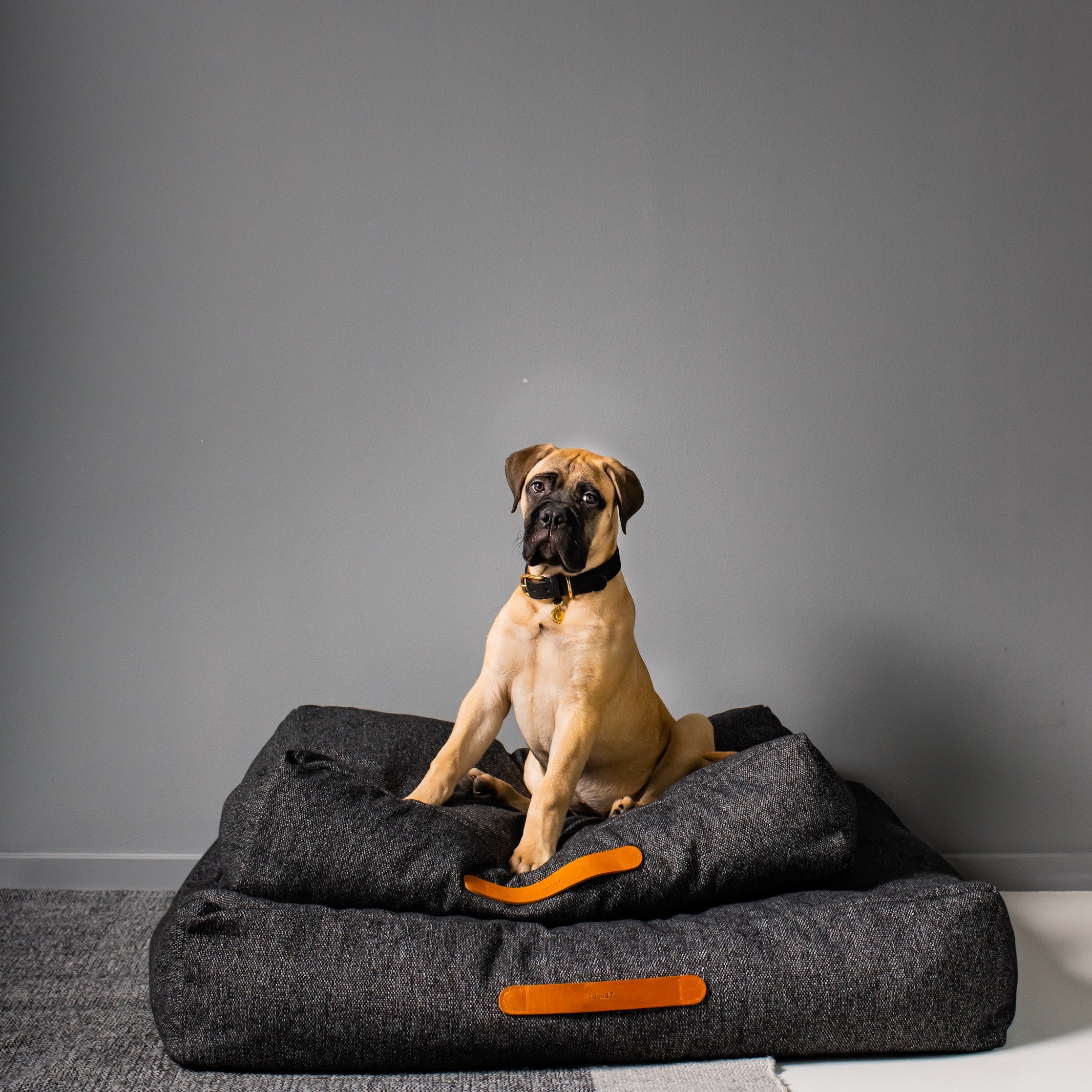cloud7-hundebett-homey-m-lange-anthra image 4