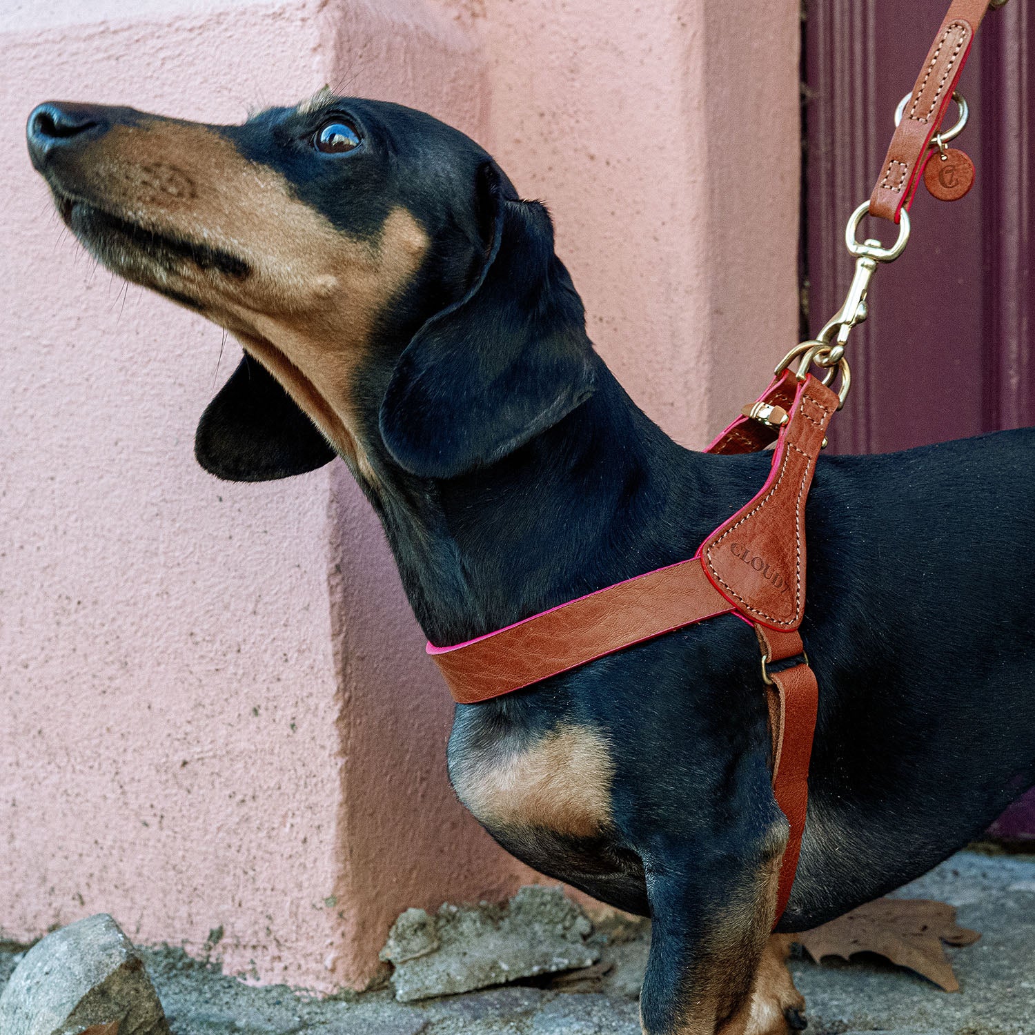 cloud7-prince-park-norwegergeschirr-cognac-pink-f-r-kleine-hunde image 2