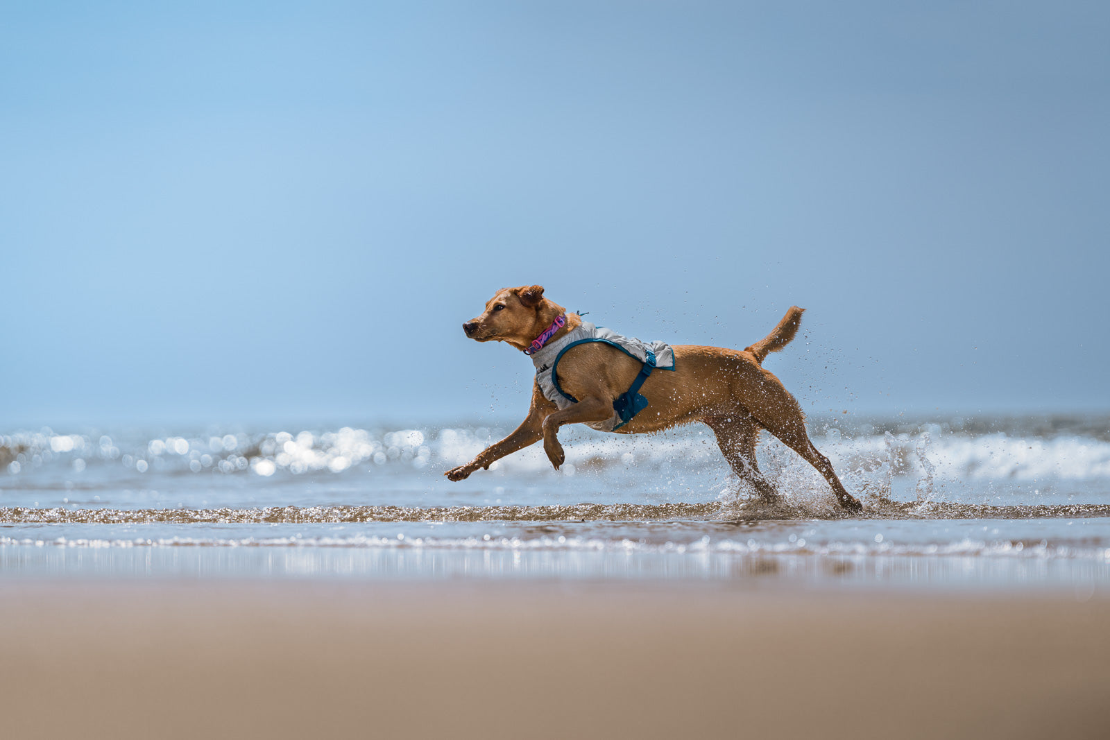 non-stop-dogwear-cooling-vest-k-hlweste-mit-3chill-tec image 3