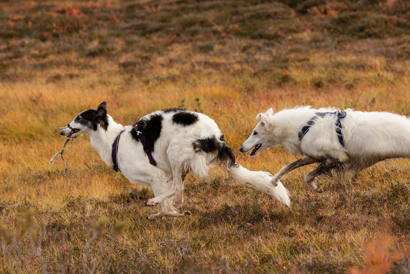 non-stop-dogwear-line-harness-hundegeschirr image 8