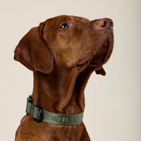 william-walker-jacquard-nylon-hundehalsband-forest-dunkelgr-n image 8
