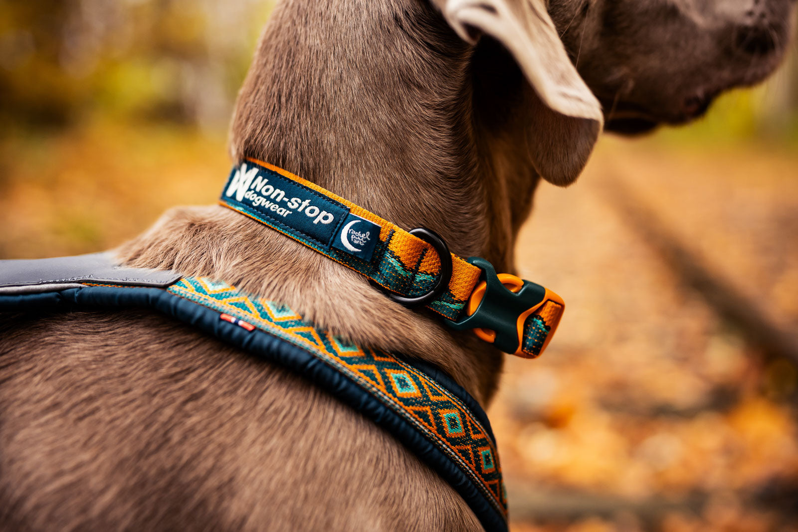 non-stop-dogwear-trail-quest-collar-rachel-pohl-edition-hundehalsband-teal image 3