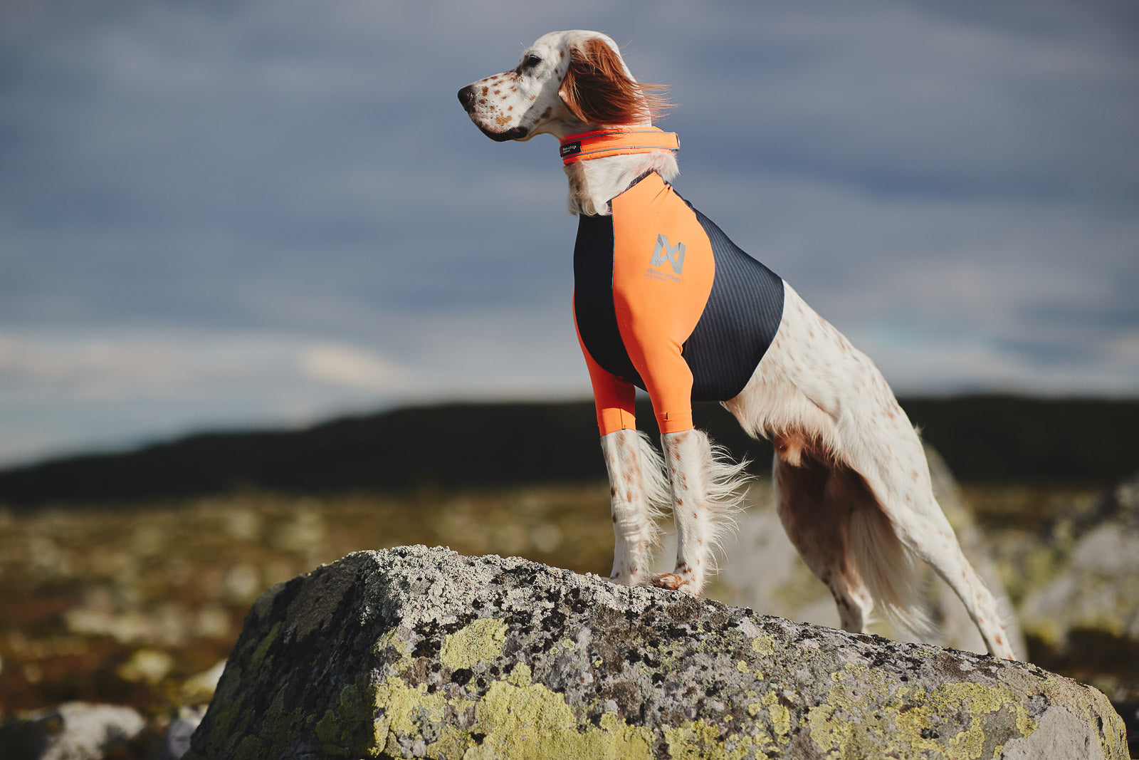 non-stop-dogwear-protector-t-shirt-hundeshirt-unterziehschutz image 3