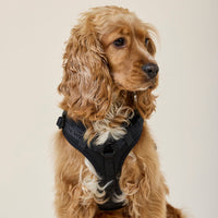 william-walker-y-hundegeschirr-nero-schwarz image 8