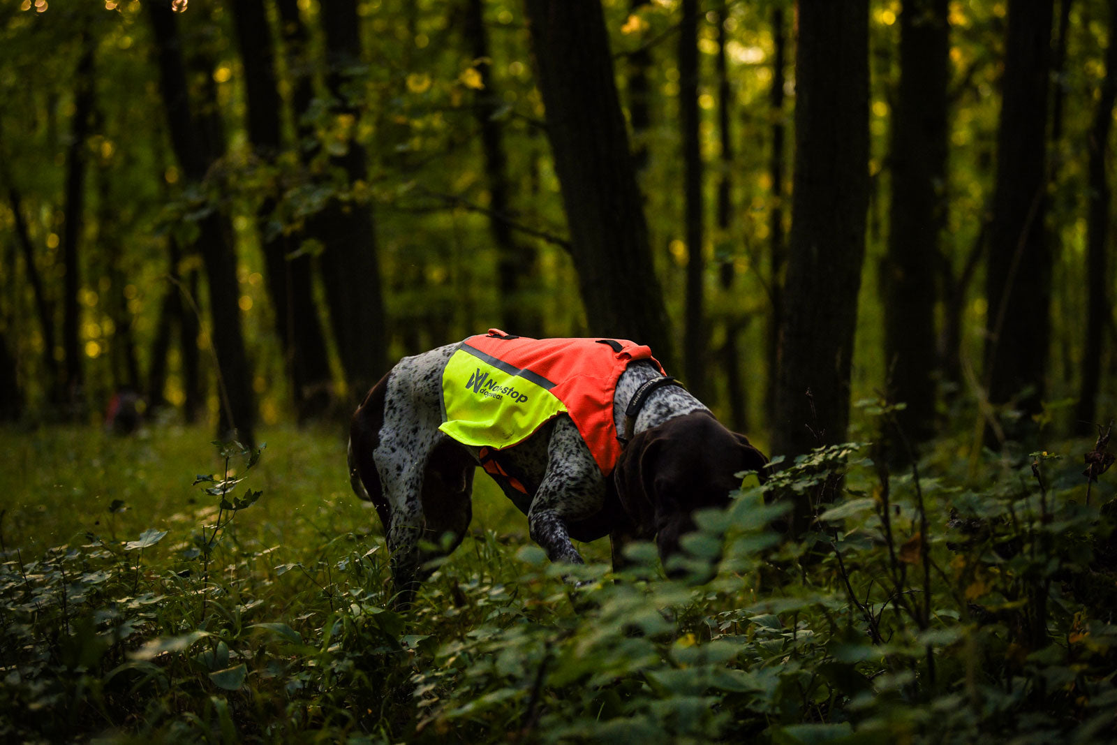 non-stop-dogwear-protector-vest-2-0-schutz-und-sichtbarkeitsweste-f-r-hunde image 3
